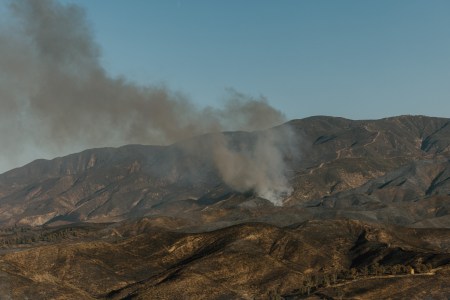 Experts Warn of Toxic Plant’s Return After Wildfires