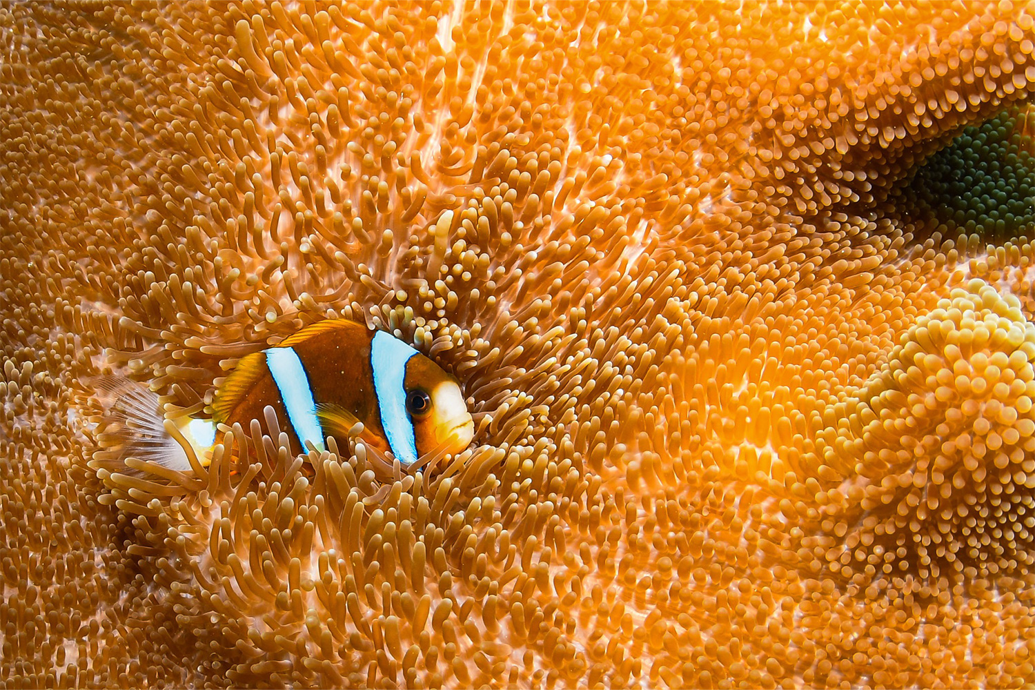 A clownfish swimming among a bright orange sea anemone in the Great Barrier Reef