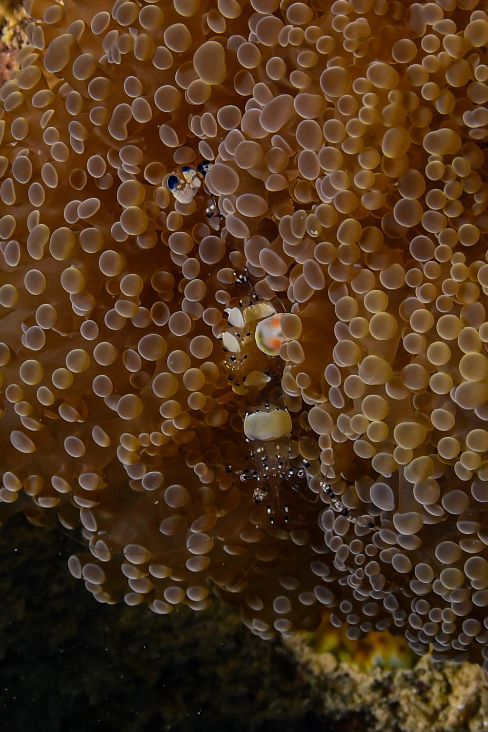 A close-up view of a sea anemone in the ocean off the coast of North Queensland