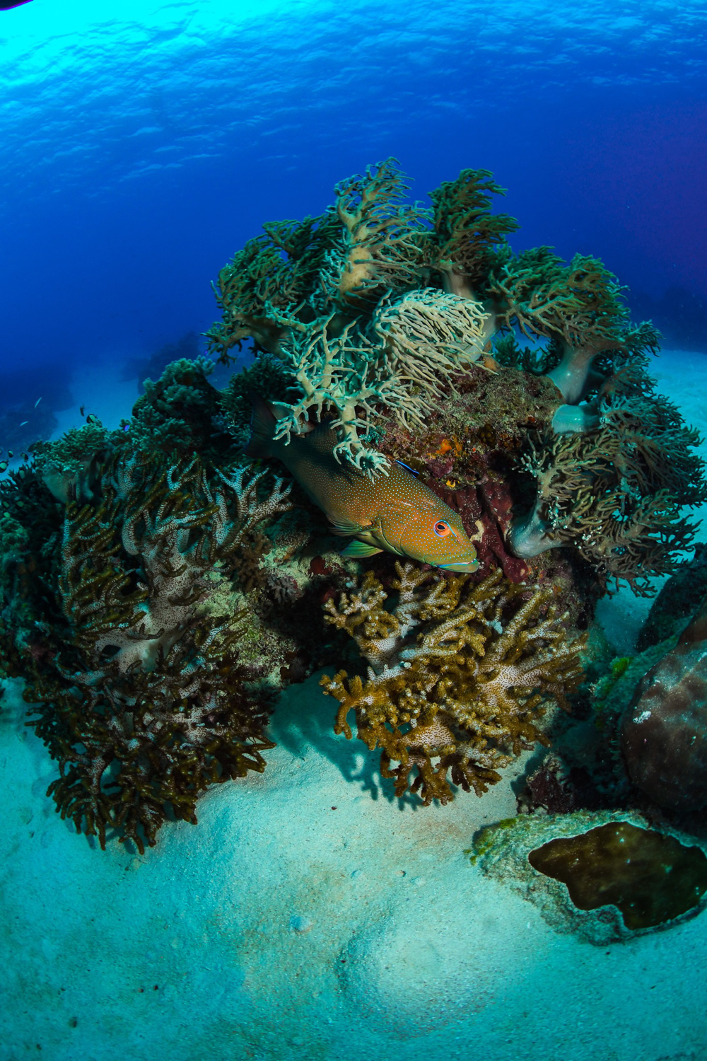 A fish swims among coral and sea anemones in the ocean off the coast of Australia