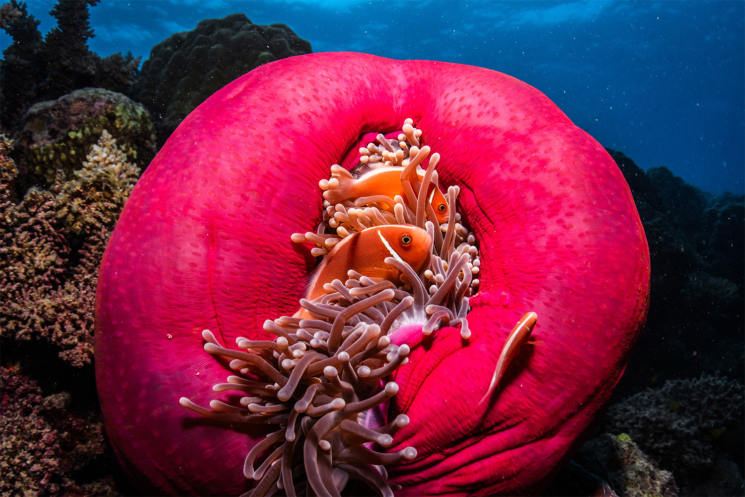 Two orange fish nestled in a sea anemone in the ocean