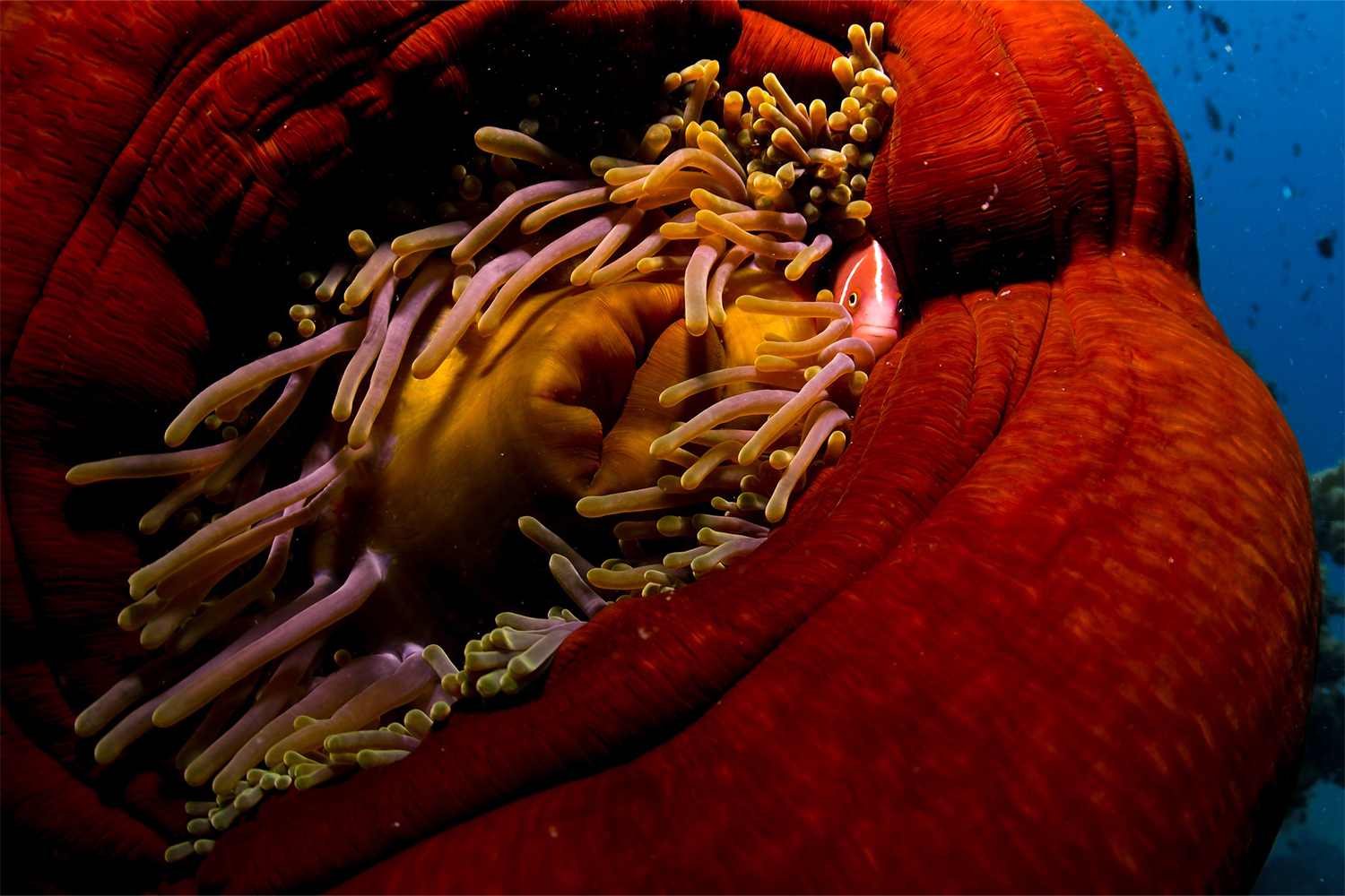 A fish hides among a sea anemone in the Great Barrier Reef in North Queensland