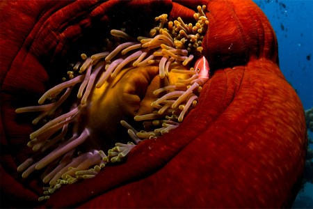 Under the Sea, Into the Rainforest and Among the Caretakers of Far North Queensland