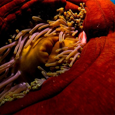 A fish hides among a sea anemone in the Great Barrier Reef in North Queensland