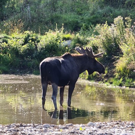 Moose in river