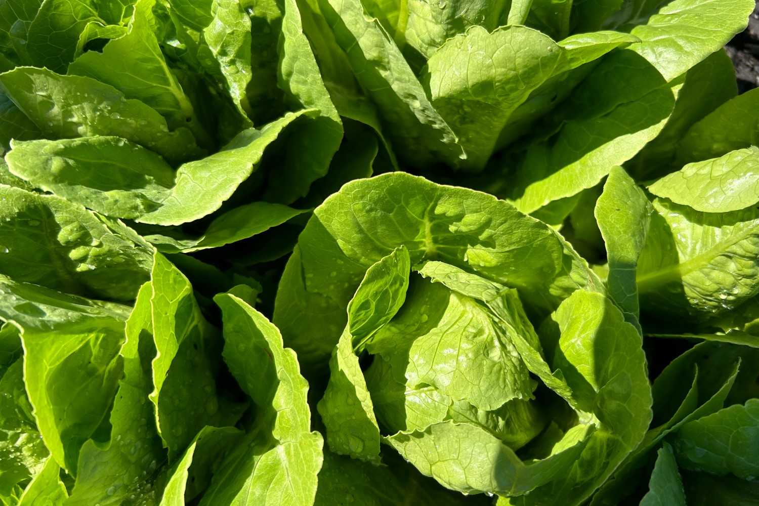Romaine lettuce