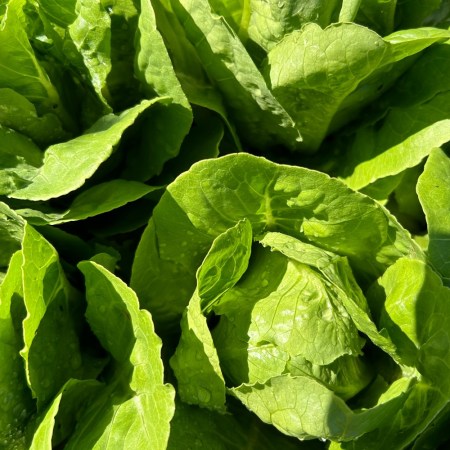 Romaine lettuce