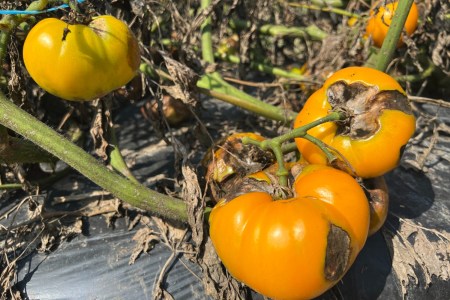 Crops Are Spoiling Faster Due to Climate Change