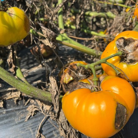 Blighted tomatoes