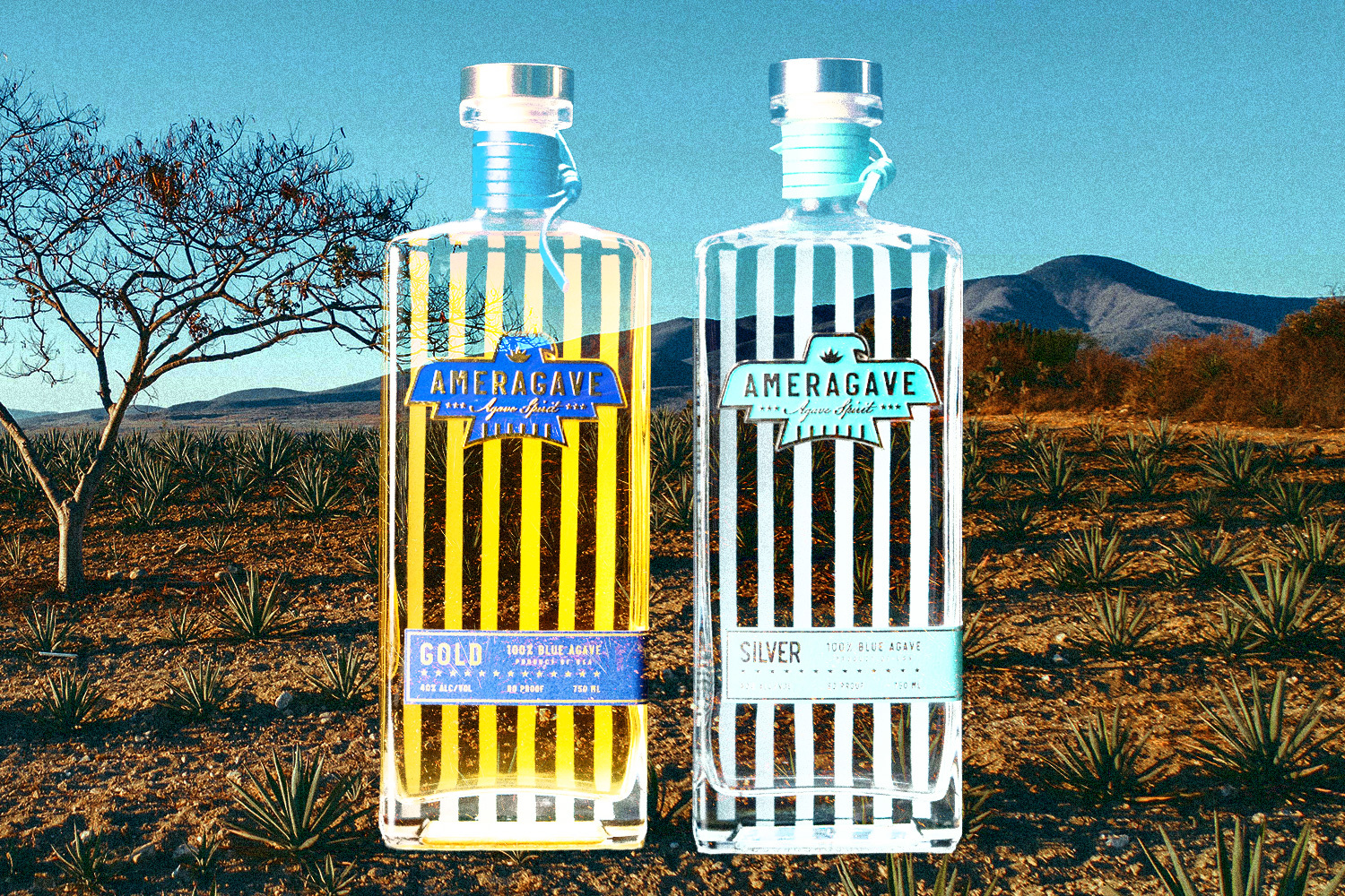 Ameragave bottles in front of an agave field