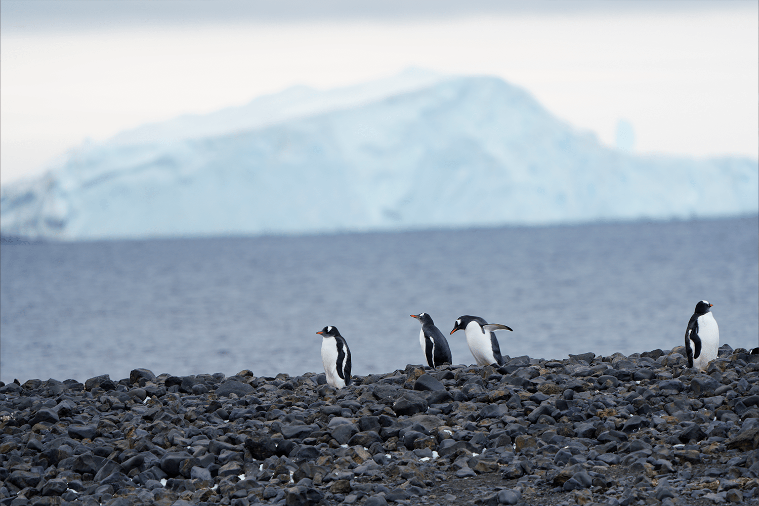 Scenes from the White Continent