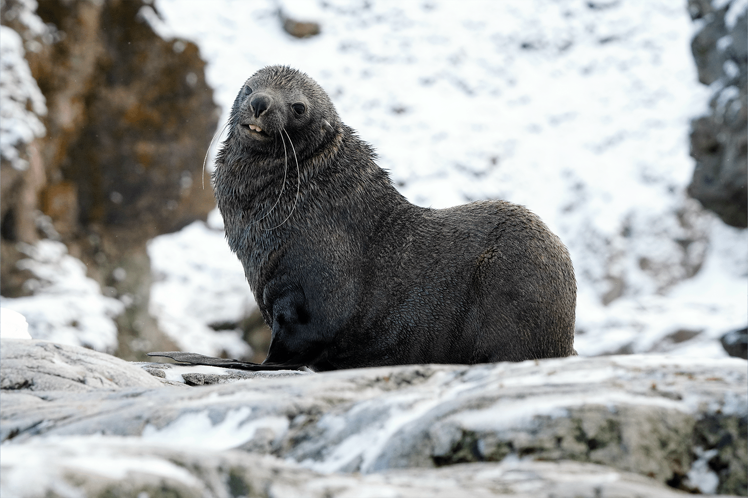 Scenes from the White Continent