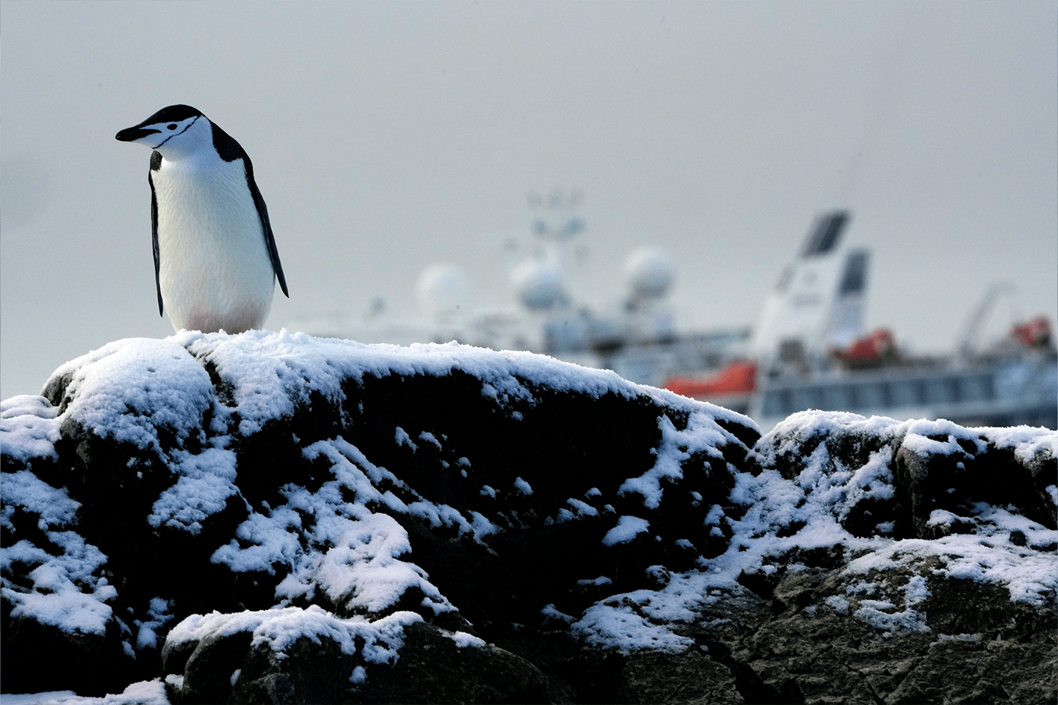 Scenes from the White Continent