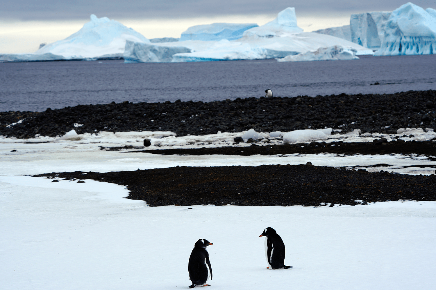 Scenes from the White Continent