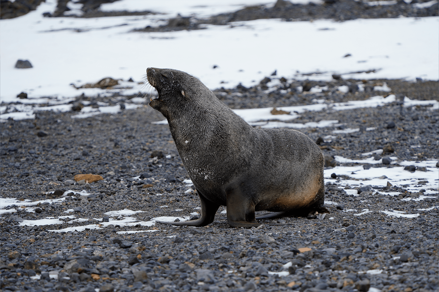 Scenes from the White Continent