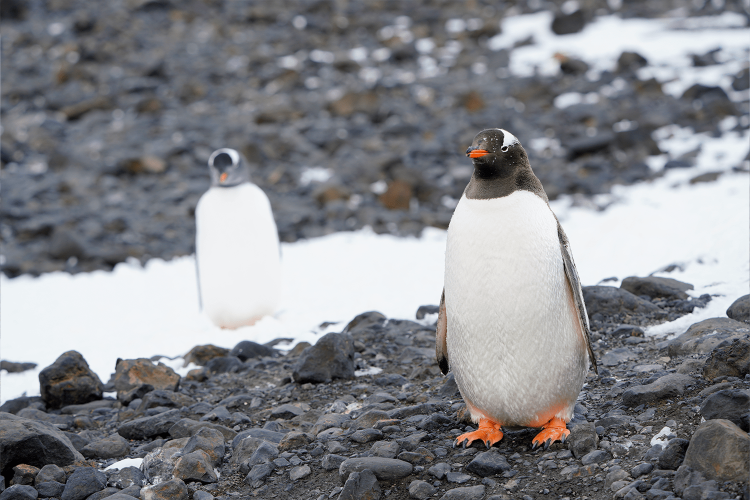 Scenes from the White Continent