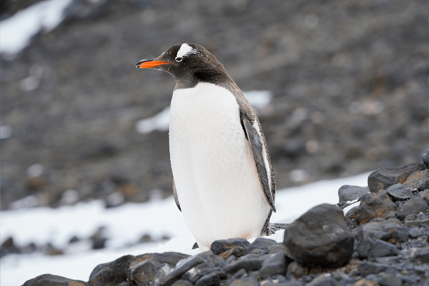 Scenes from the White Continent