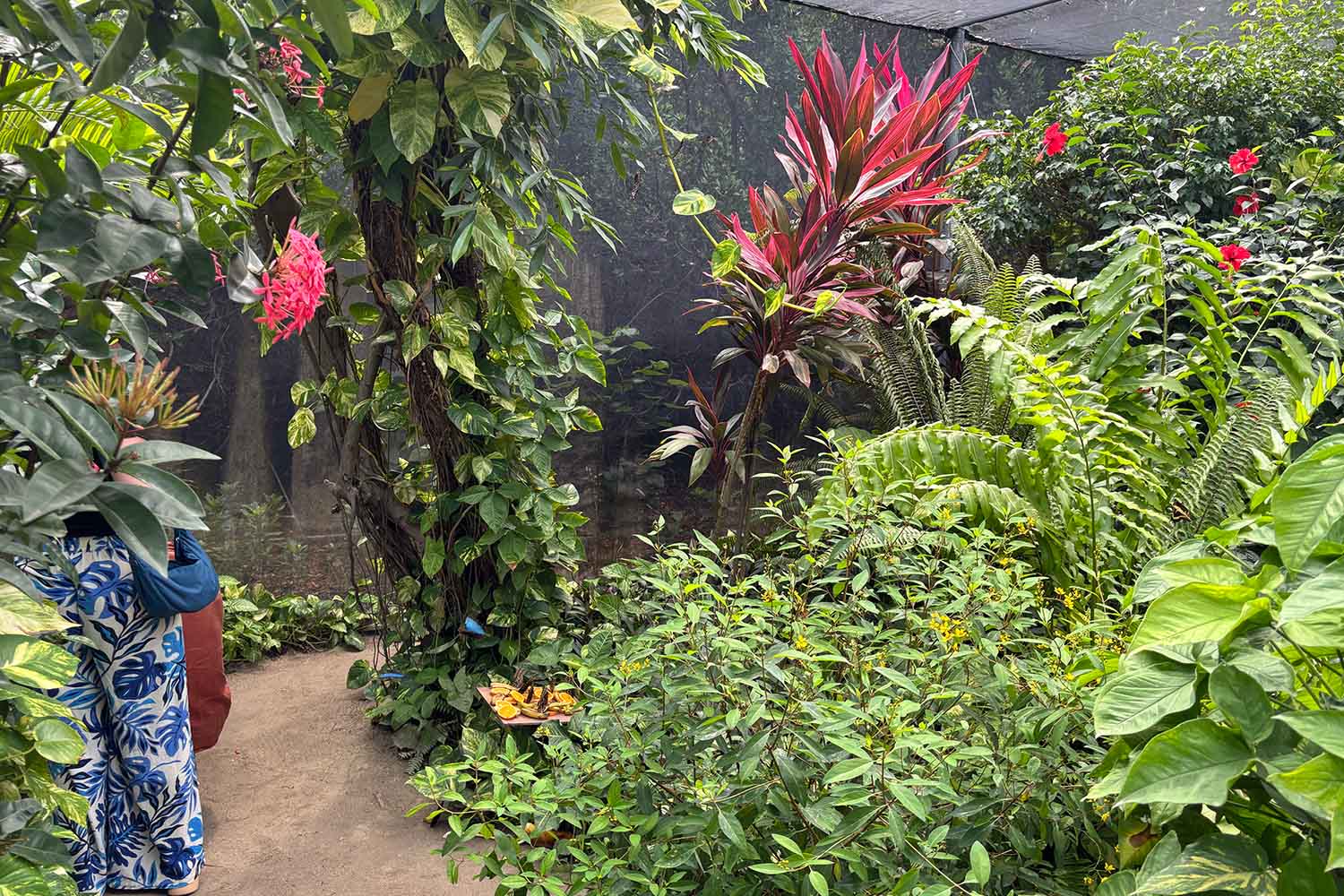 Butterfly Sanctuary across the street from the St. Regis Aruba Resort