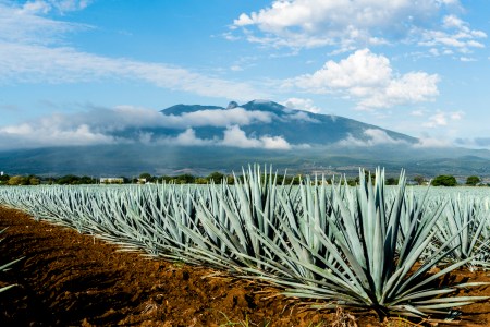 The Latest on the Tequila Industry and a Push for Additive-Free Transparency