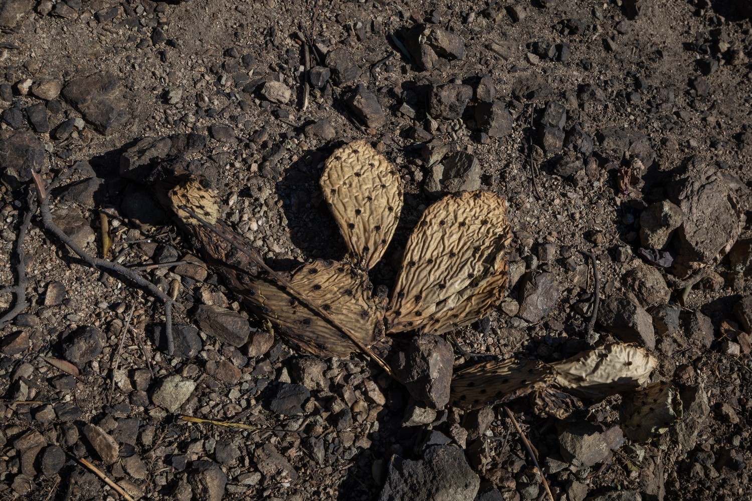 Burnt cactus after fires