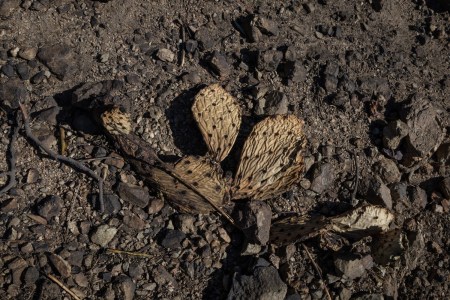 How Badly Did the LA Wildfires Affect the Local Soil?