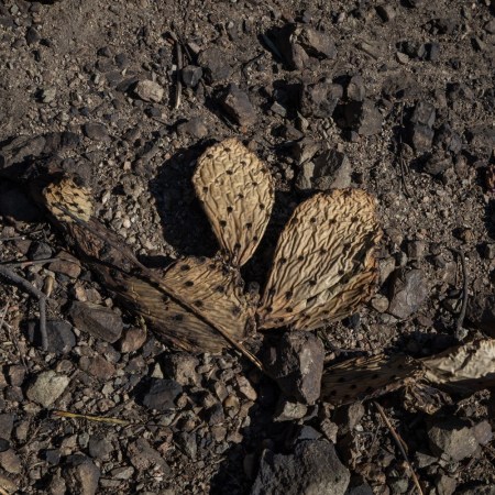 Burnt cactus after fires