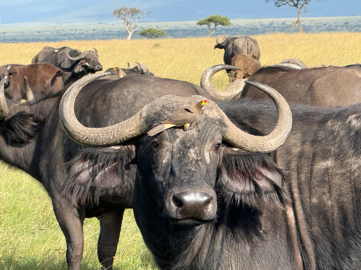A yellow-billed oxpecker sits on a cape buffalo in Kenya's Naboisho Conservancy