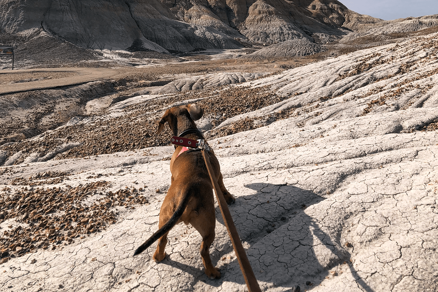 Petrified Forest National Park
