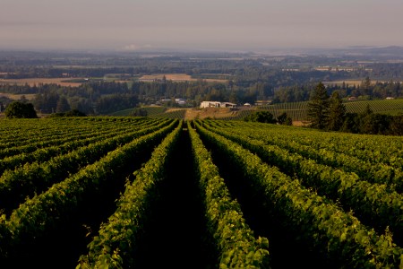 Domaine Drouhin Winery estate pinot noir vineyards