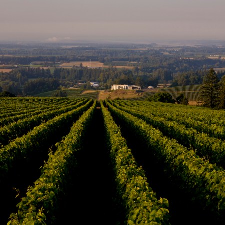 Domaine Drouhin Winery estate pinot noir vineyards