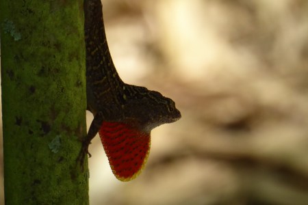 Anole lizard on a tree
