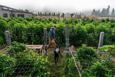 PETROLIA, CALIFORNIA - August 3, 2022: Cannabis farmer Drew Barber begins early morning work among the cannabis rows accompanied by his dog, Loka, in Petrolia, California August 3, 2022. Barber practices regenerative farming and is sun and earth certified. He has 10,000 square foot full-season outdoor varieties of cannabis in Humboldt County. Humboldt is a part of the Emerald Triangle, a region made up of Humboldt, Mendocino, and Trinity counties. The Emerald Triangle is one the historically largest cannabis-producing regions in the United States. (Melina Mara/The Washington Post via Getty Images)
