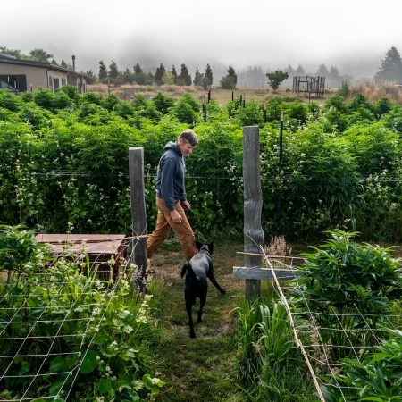 PETROLIA, CALIFORNIA - August 3, 2022: Cannabis farmer Drew Barber begins early morning work among the cannabis rows accompanied by his dog, Loka, in Petrolia, California August 3, 2022. Barber practices regenerative farming and is sun and earth certified. He has 10,000 square foot full-season outdoor varieties of cannabis in Humboldt County. Humboldt is a part of the Emerald Triangle, a region made up of Humboldt, Mendocino, and Trinity counties. The Emerald Triangle is one the historically largest cannabis-producing regions in the United States. (Melina Mara/The Washington Post via Getty Images)