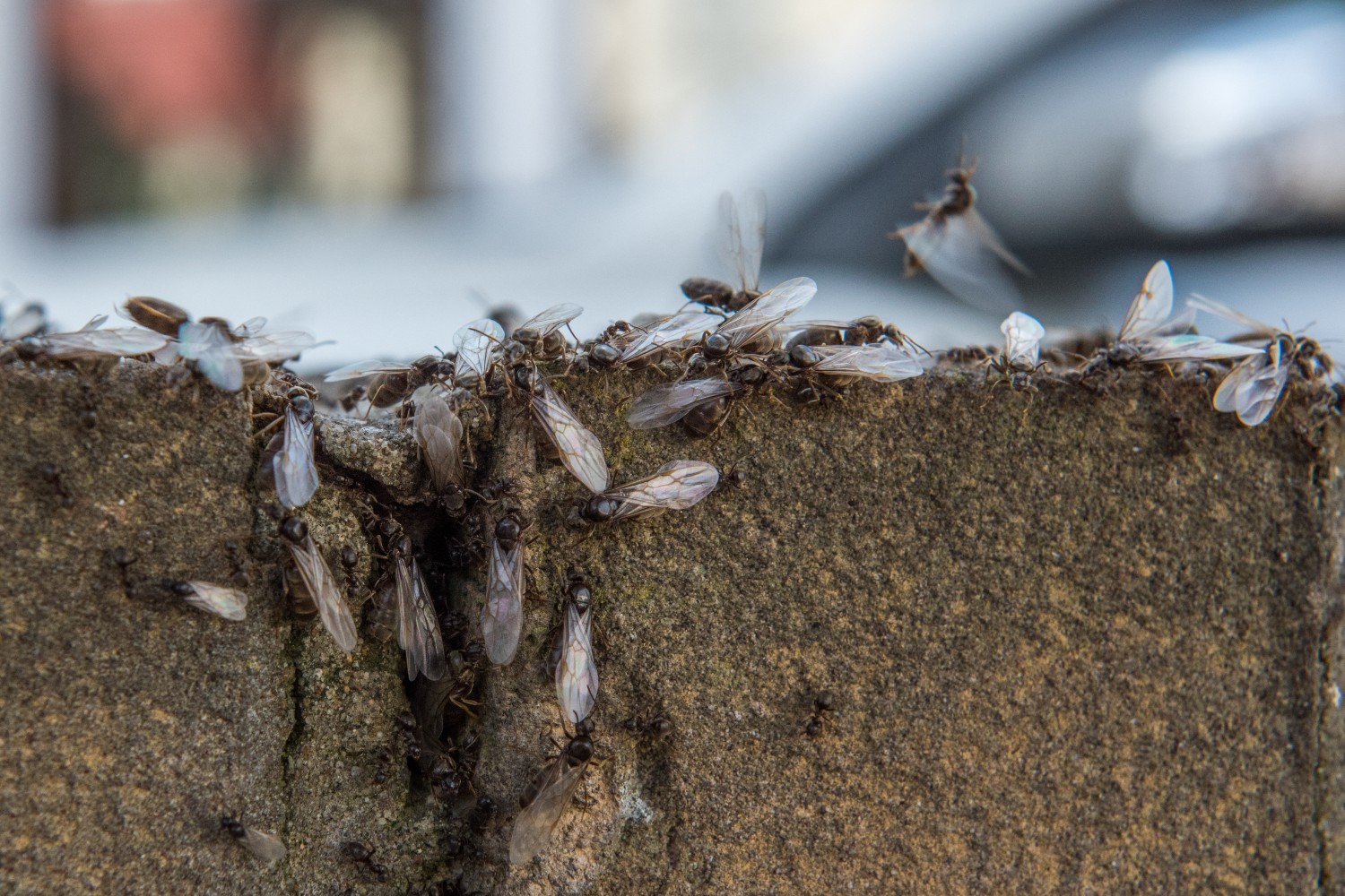 Flying Ants crawling out of a hole in concrete