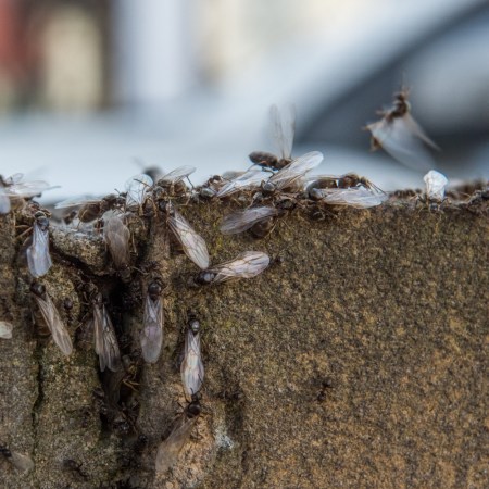 Flying Ants crawling out of a hole in concrete