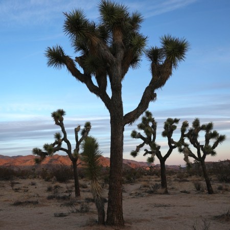 Joshua trees