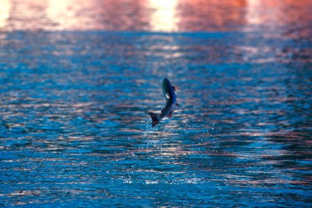 Silver salmon or coho jumping Seward Alaska USA