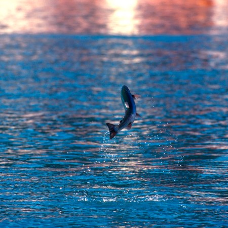 Silver salmon or coho jumping Seward Alaska USA