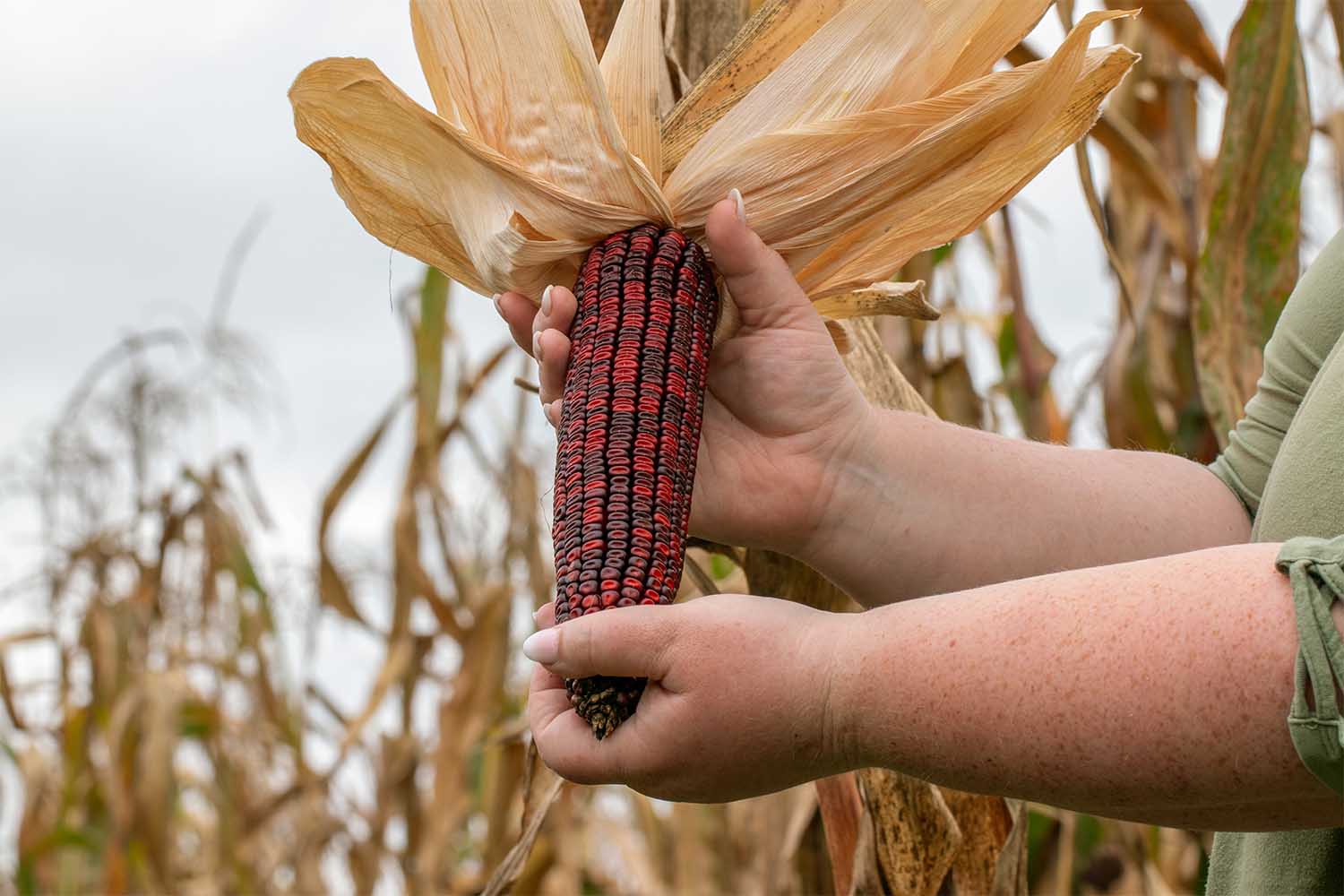 "Bloody Butcher" corn grown on Jeptha Creed's farmland