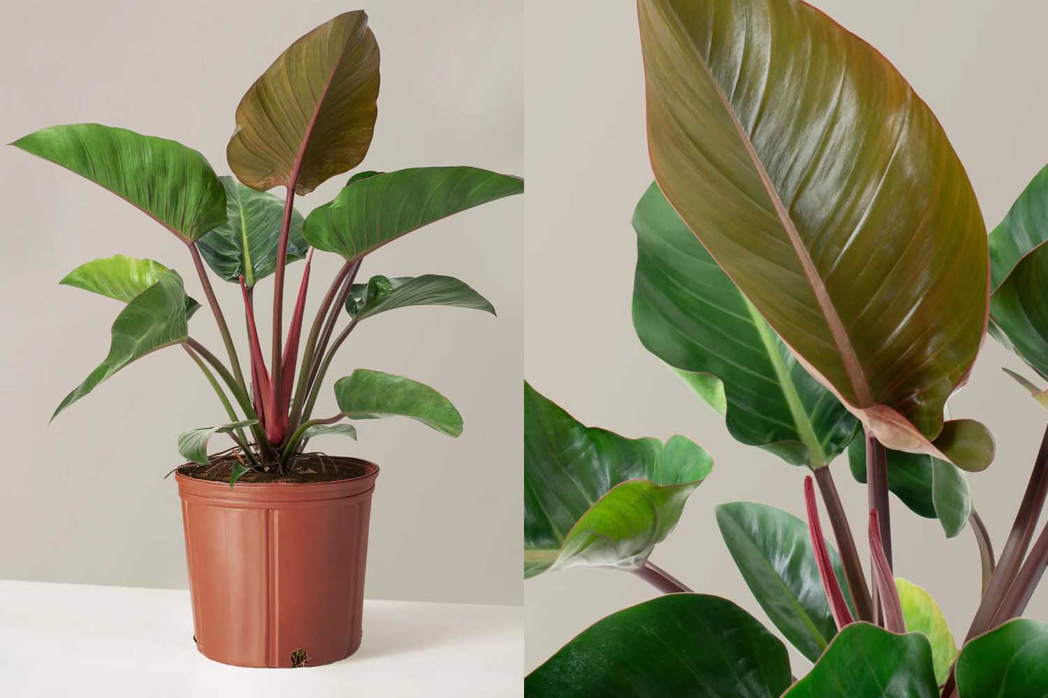 The Sill Large Philodendron Rojo Congo
