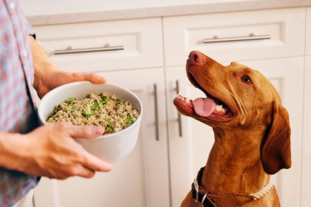 a brown dog looking happily at his owner holding a bowl of fresh dog food