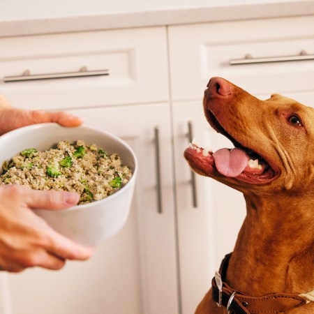 a brown dog looking happily at his owner holding a bowl of fresh dog food