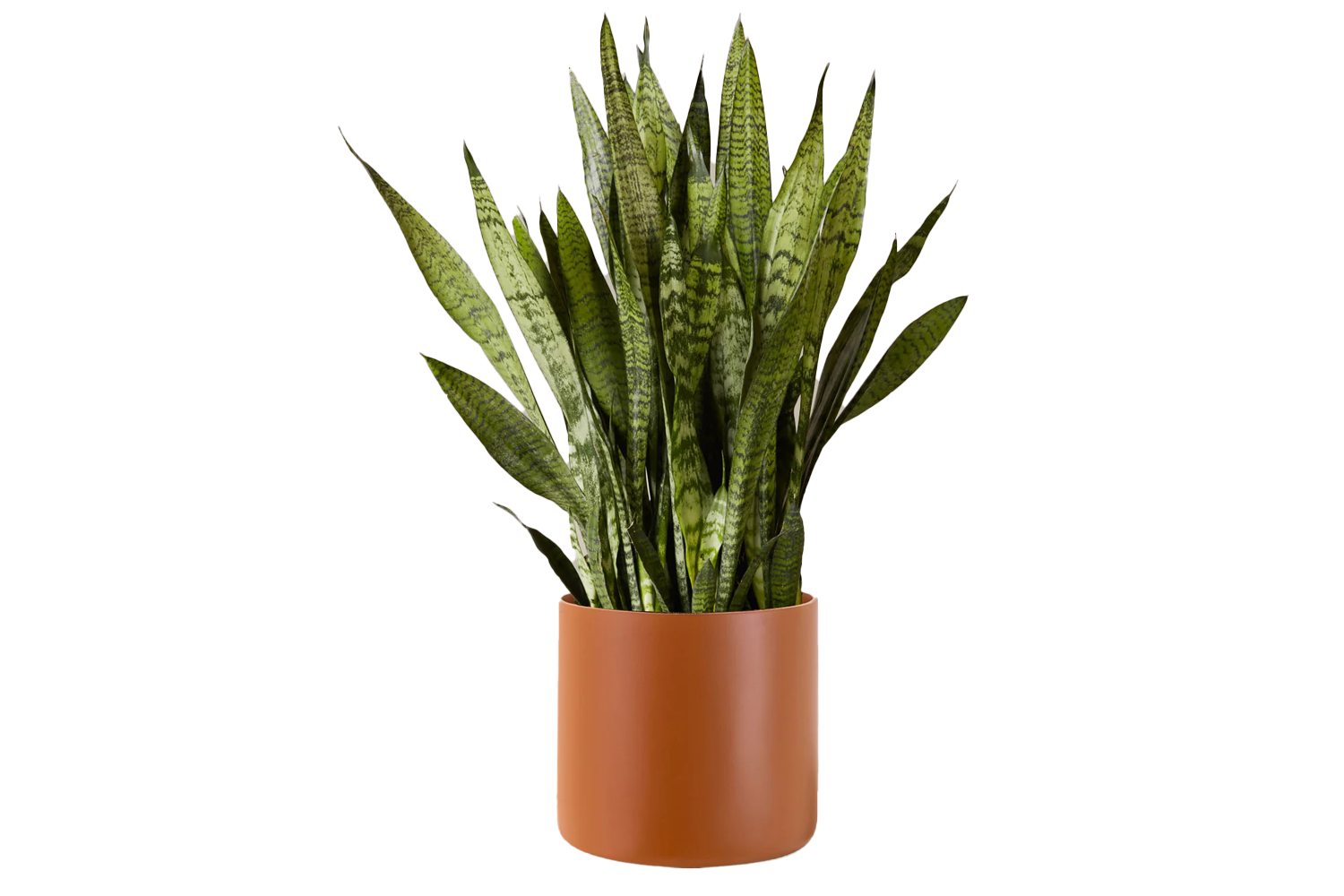 The Sill Snake Plant Zeylanica
