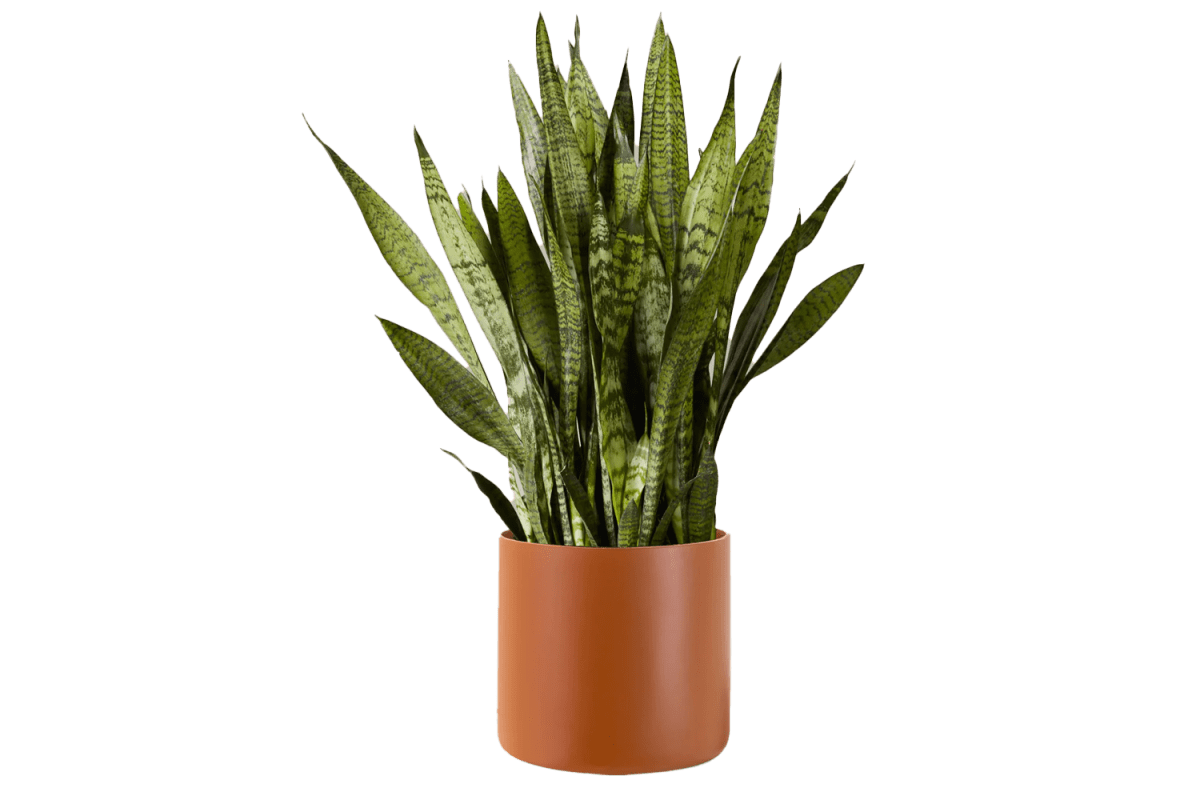 The Sill Snake Plant Zeylanica
