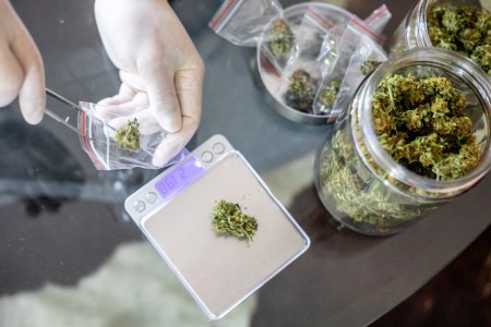 Pharmacist weighing cannabis