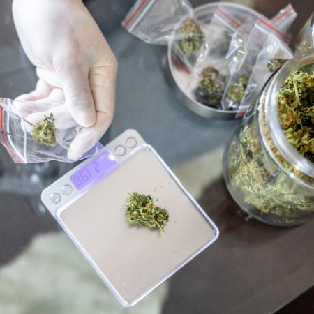 Pharmacist weighing cannabis