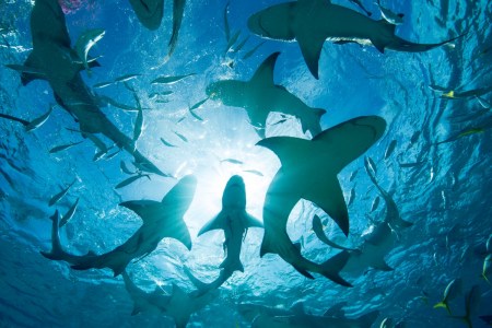 Can Sharks Help Predict Hurricanes?