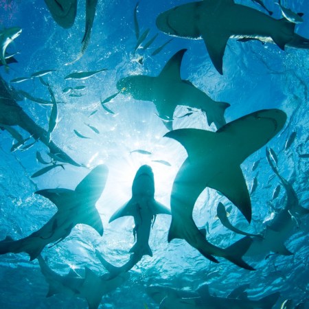 Sharks underwater