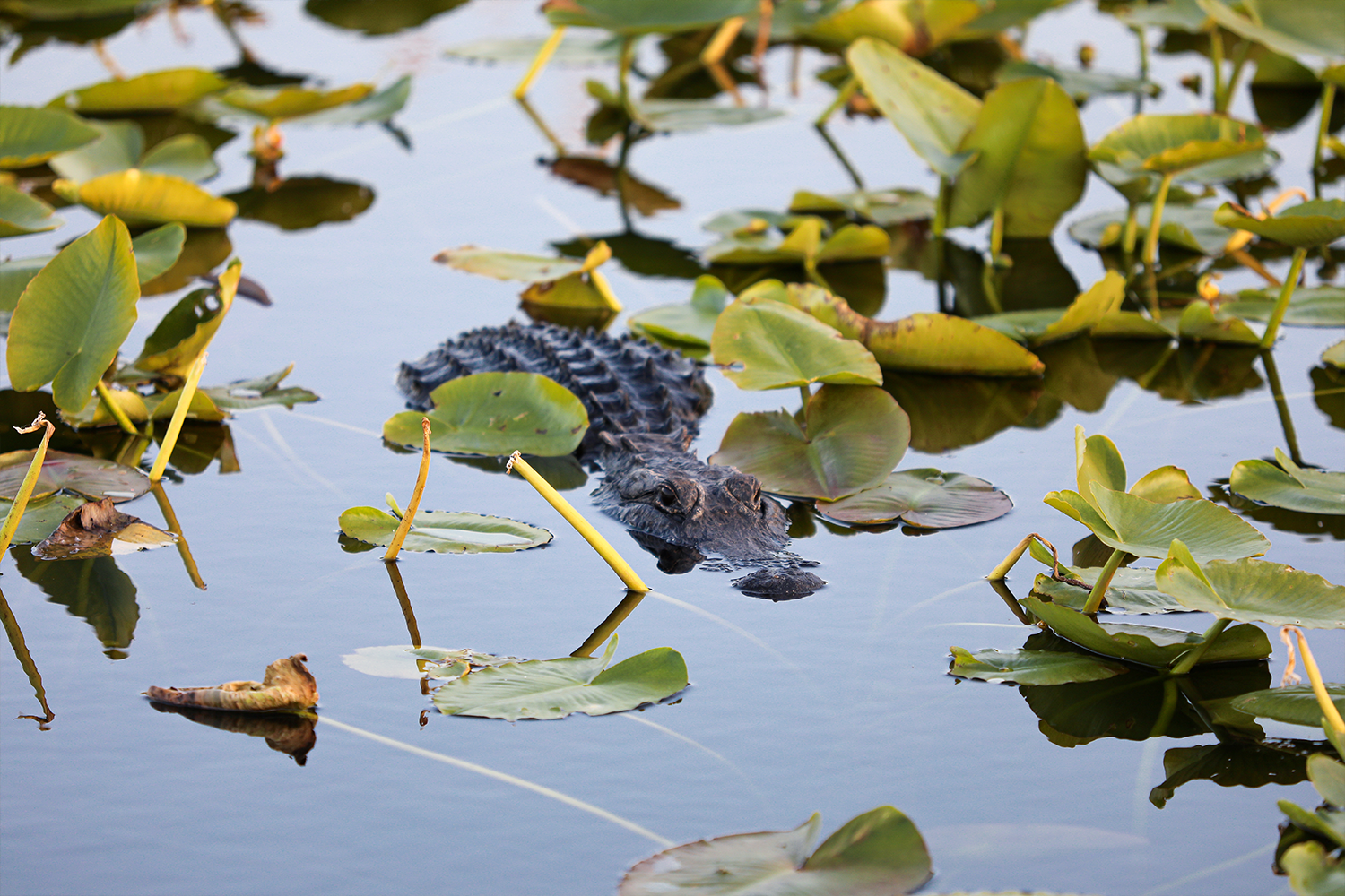 Everglades National Park