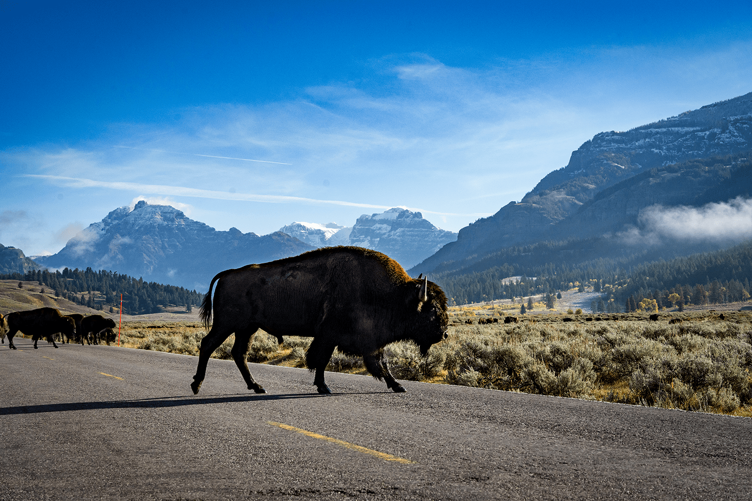 Yellowstone National Park